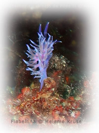 buceo-mar-menor