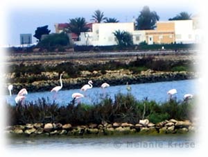 flamencos-salinas-marchamalo